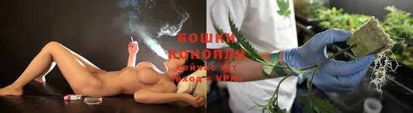 прущие грибы Алзамай