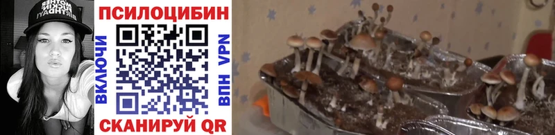Галлюциногенные грибы Magic Shrooms  купить   Михайловск 